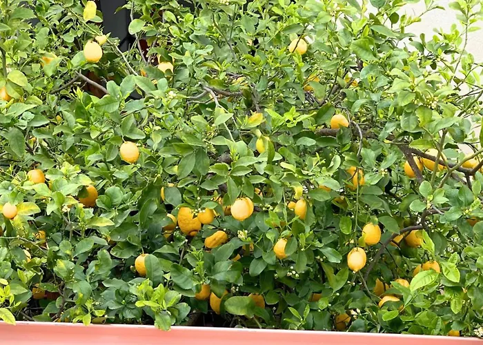 Гостьовий будинок Domo De Aurora - Comfort